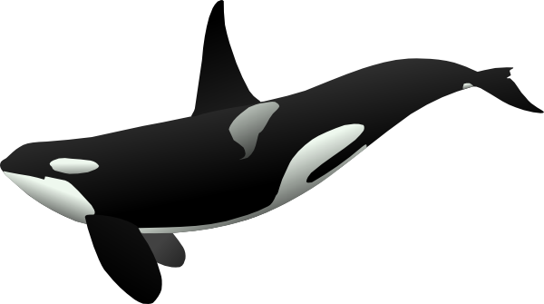 Orca clip art