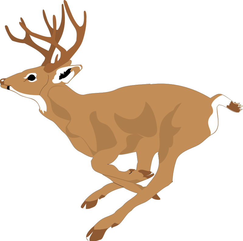 Deer 4