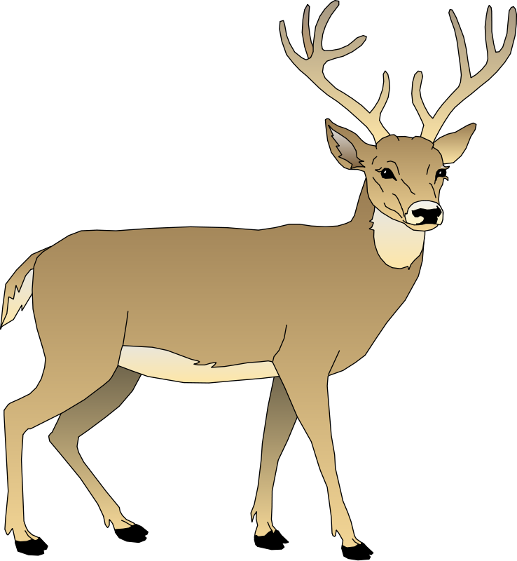 Deer 5