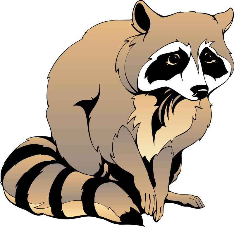 Racoon