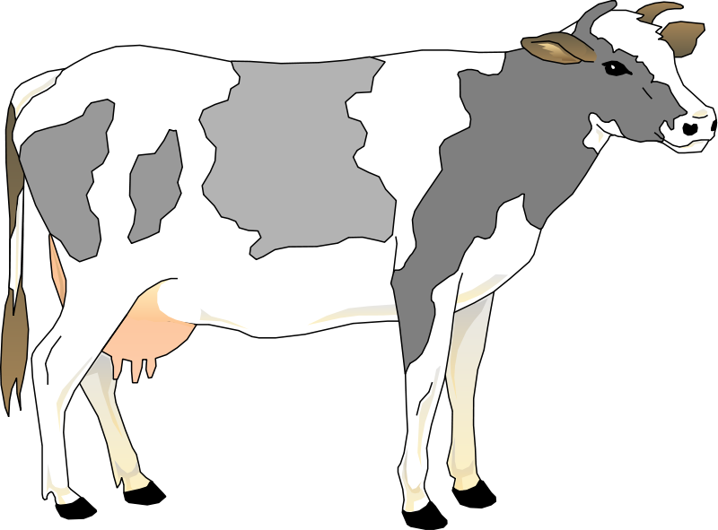 Cow 3