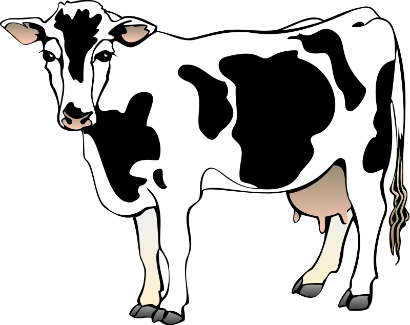 Cow 4