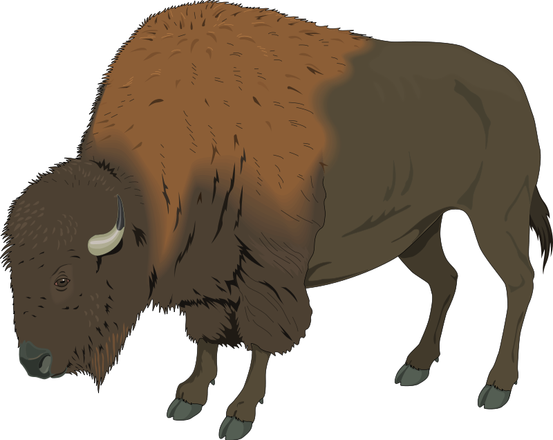 Bison 1