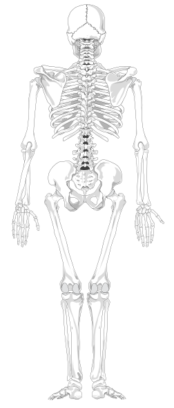 Human Skeleton Back No Text No Color clip art