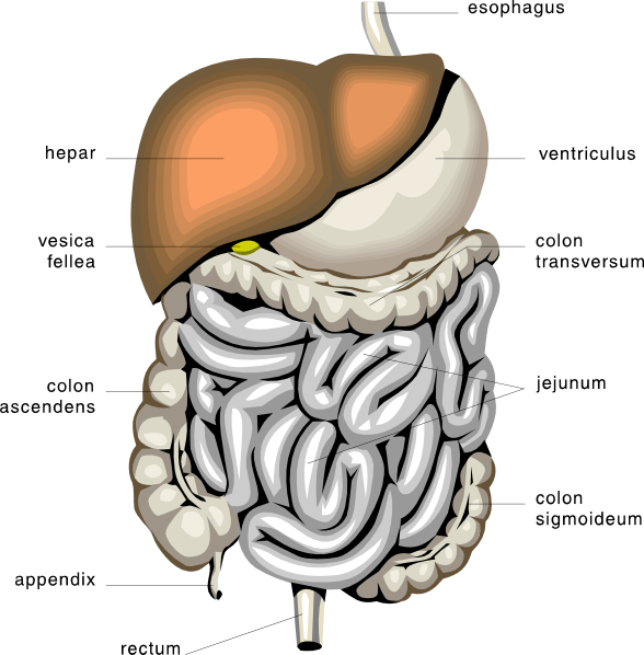 Digestive Organs Medical Diagram clip art