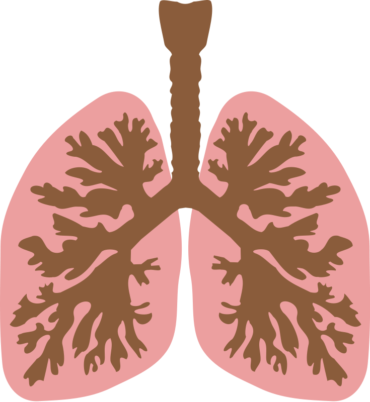 Lungs and bronchus