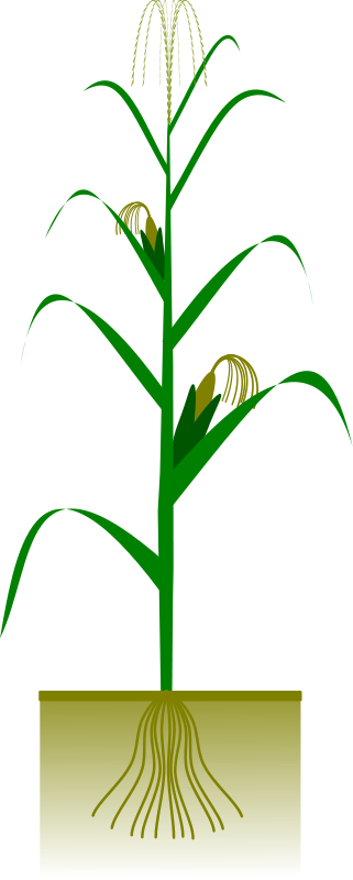 Maize plant