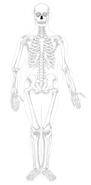 Human Skeleton Front No Text No Color clip art