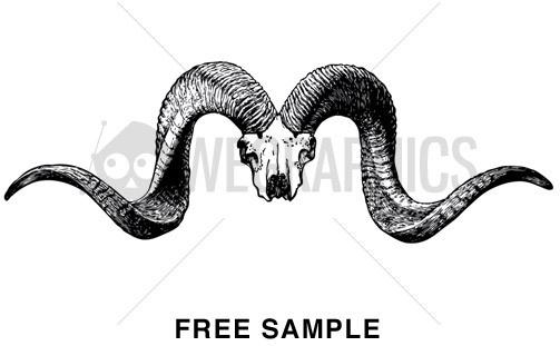 Animal Skull Vector