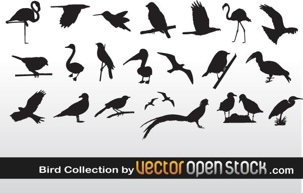 Bird Collection