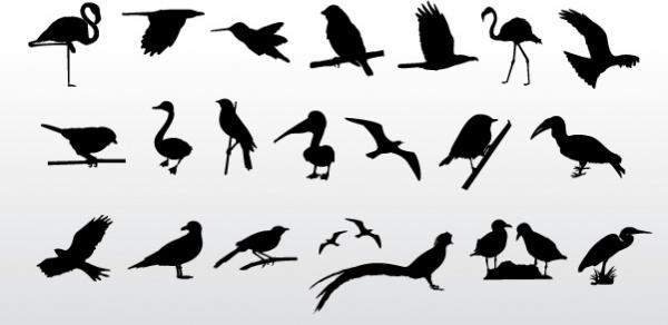 Birds Collection