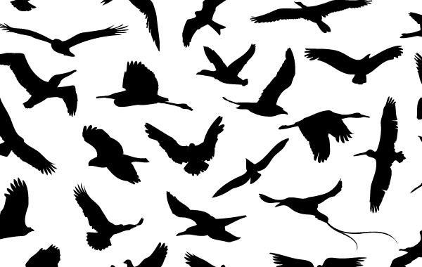 30 Different Flying Birds