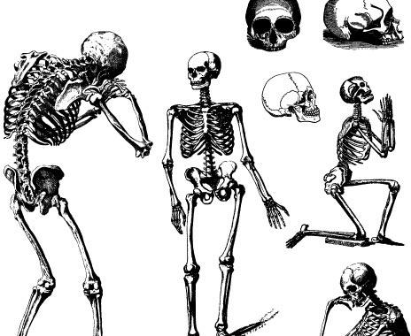 HUMAN SKULLS AND SKELETONS