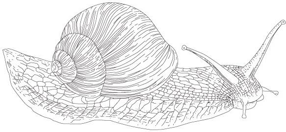 Vector Snail