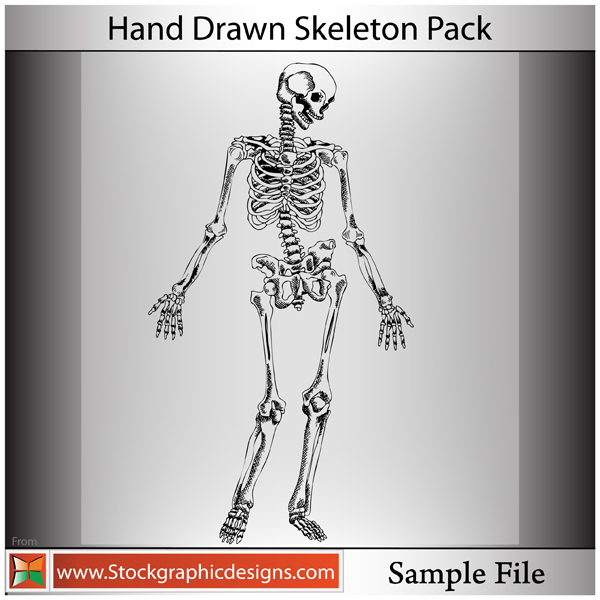 Hand Drawn Skeleton