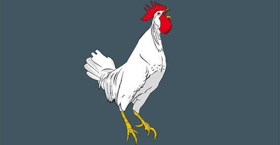 Cock vector