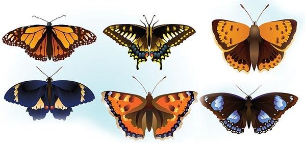 Free butterfly vector