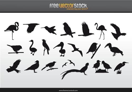 Collection of Birds Silhouettes