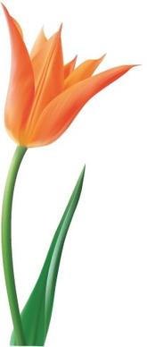 Orange Tulip