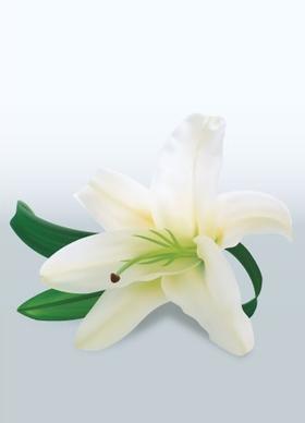 White Lily