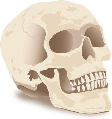 Halloween Skull Vector