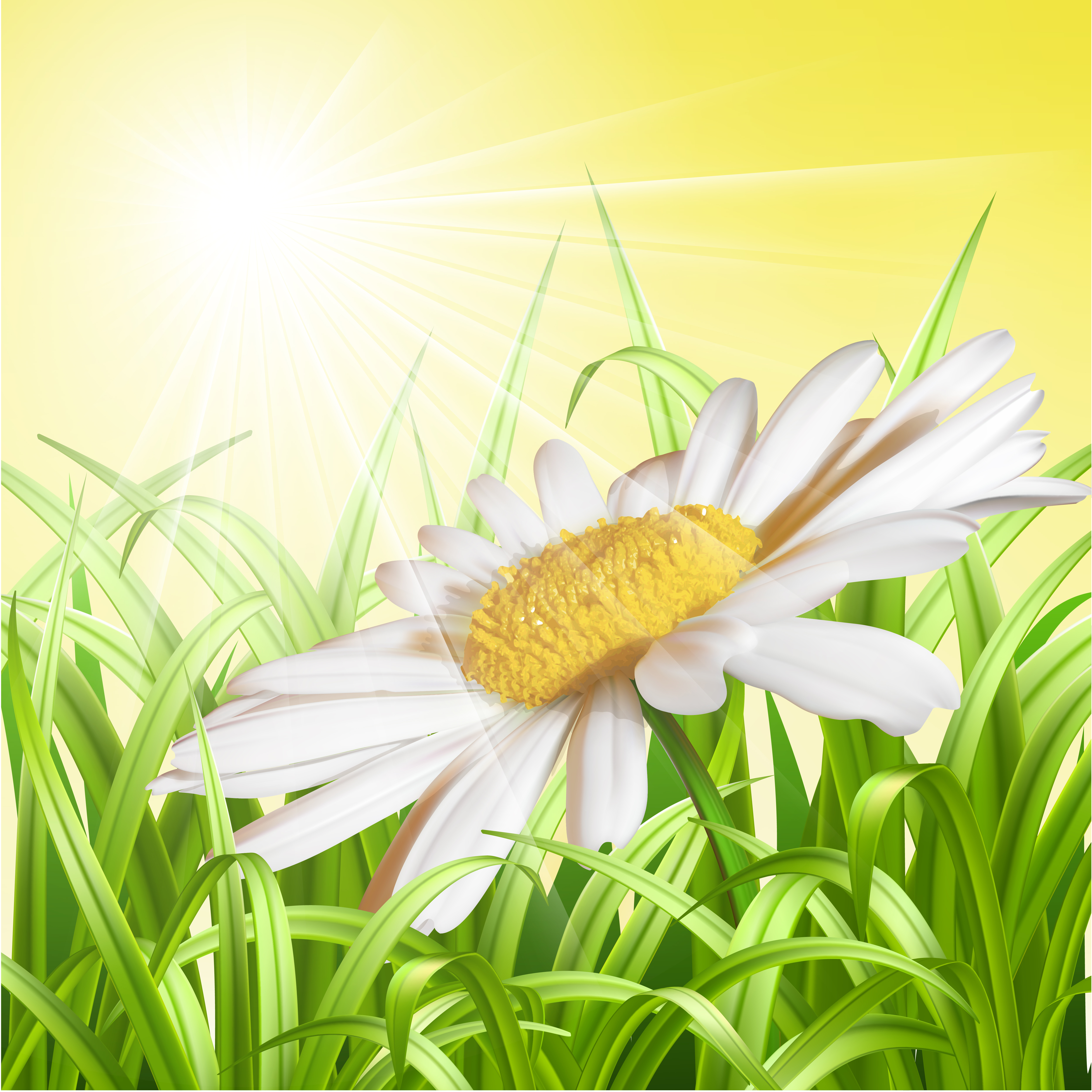 Free Daisy Vector Background