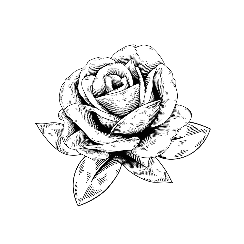 free rose vector