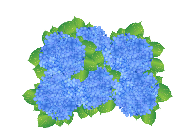 blue hydrangea flowers