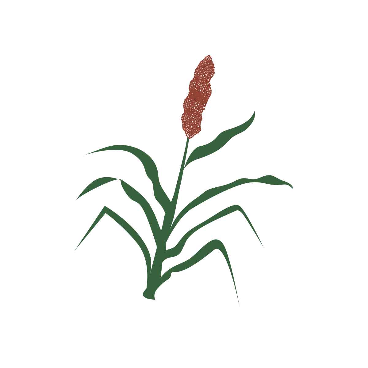 raagi plant vector