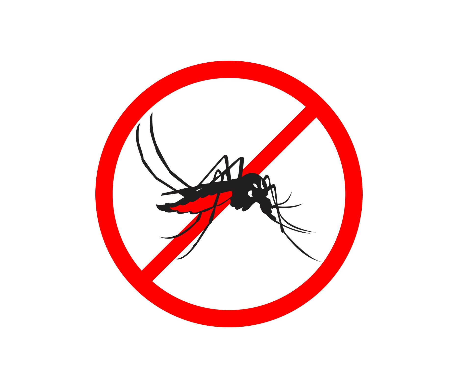 aedes aegypti vector