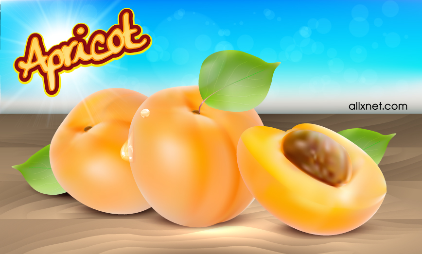 realistic apricot vector