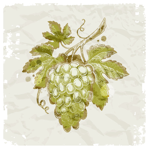 decorative grapes icon retro handdrawn sketch