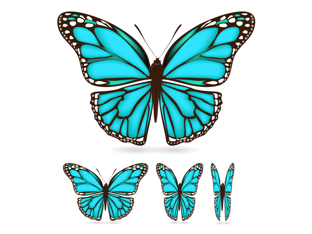 butterflies icons colored modern flat design