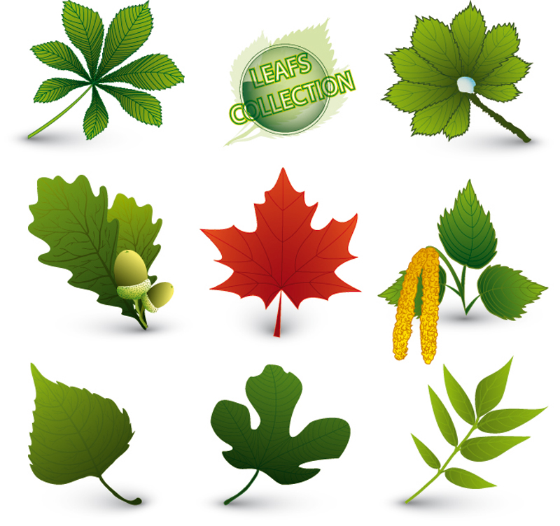 natural leaf icons modern colored shapes sketch