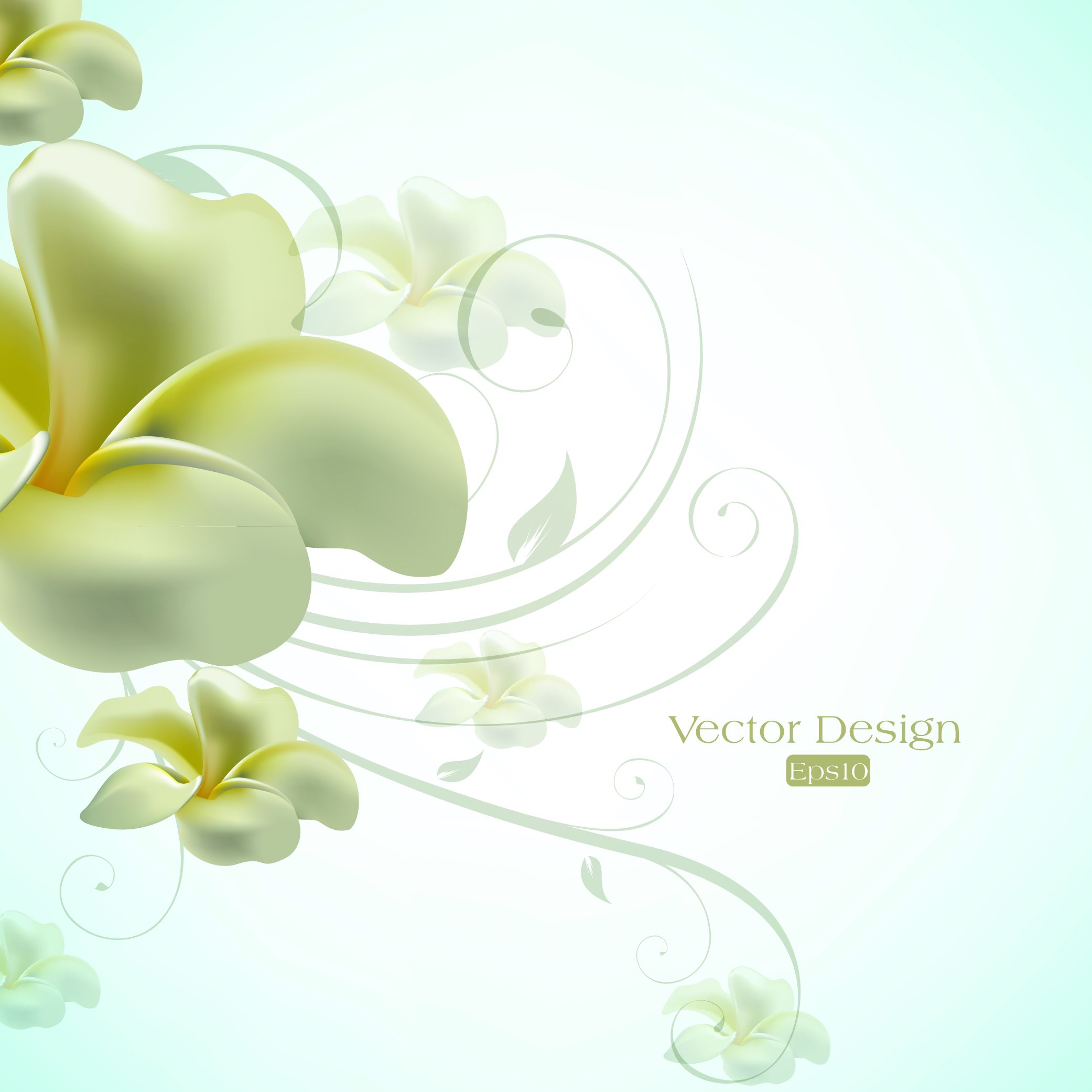 decorative flora background template bright elegant modern fragipani sketch