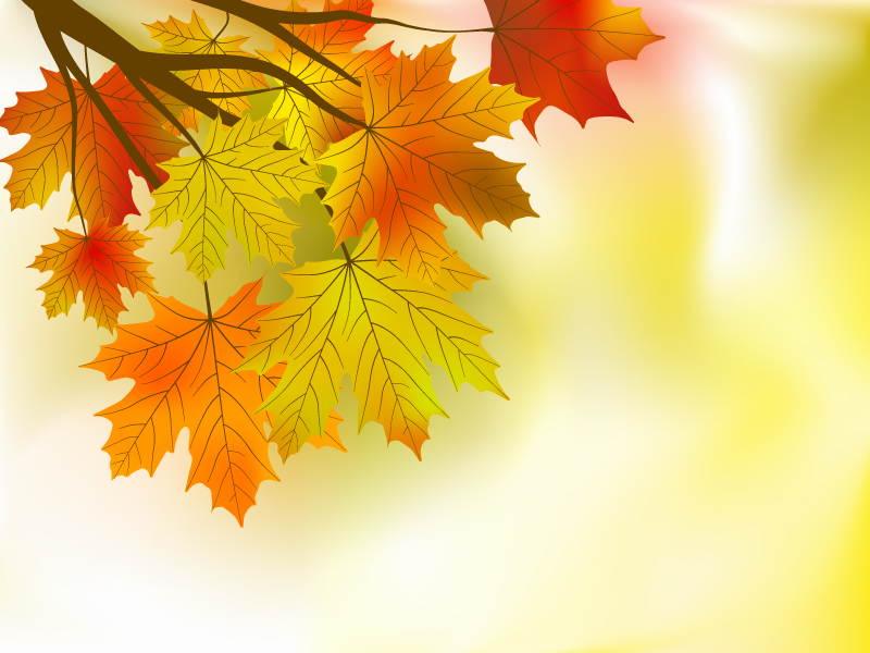 autumn background maple leaves sketch flat focus design