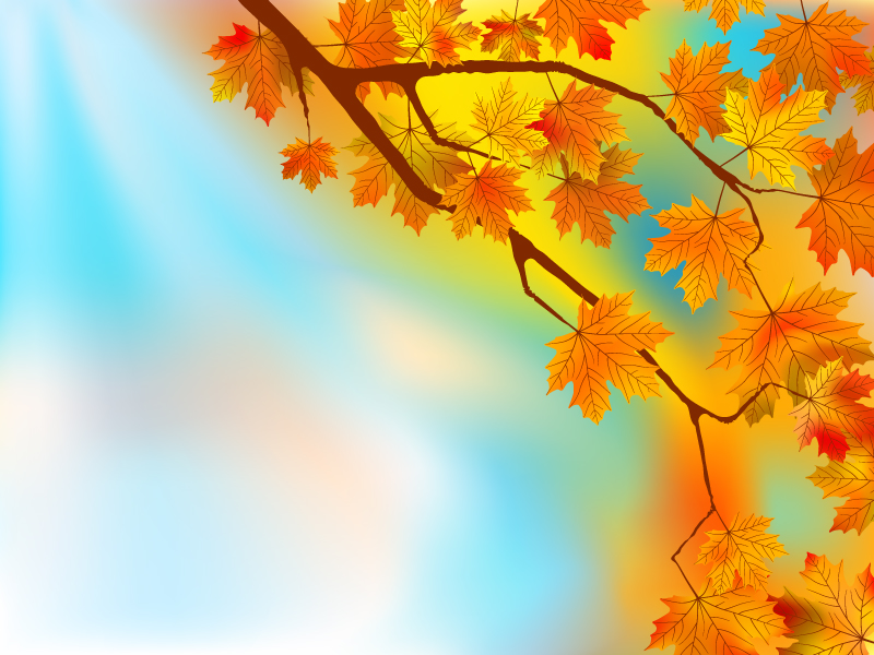 maple leaves background colored elegant decor