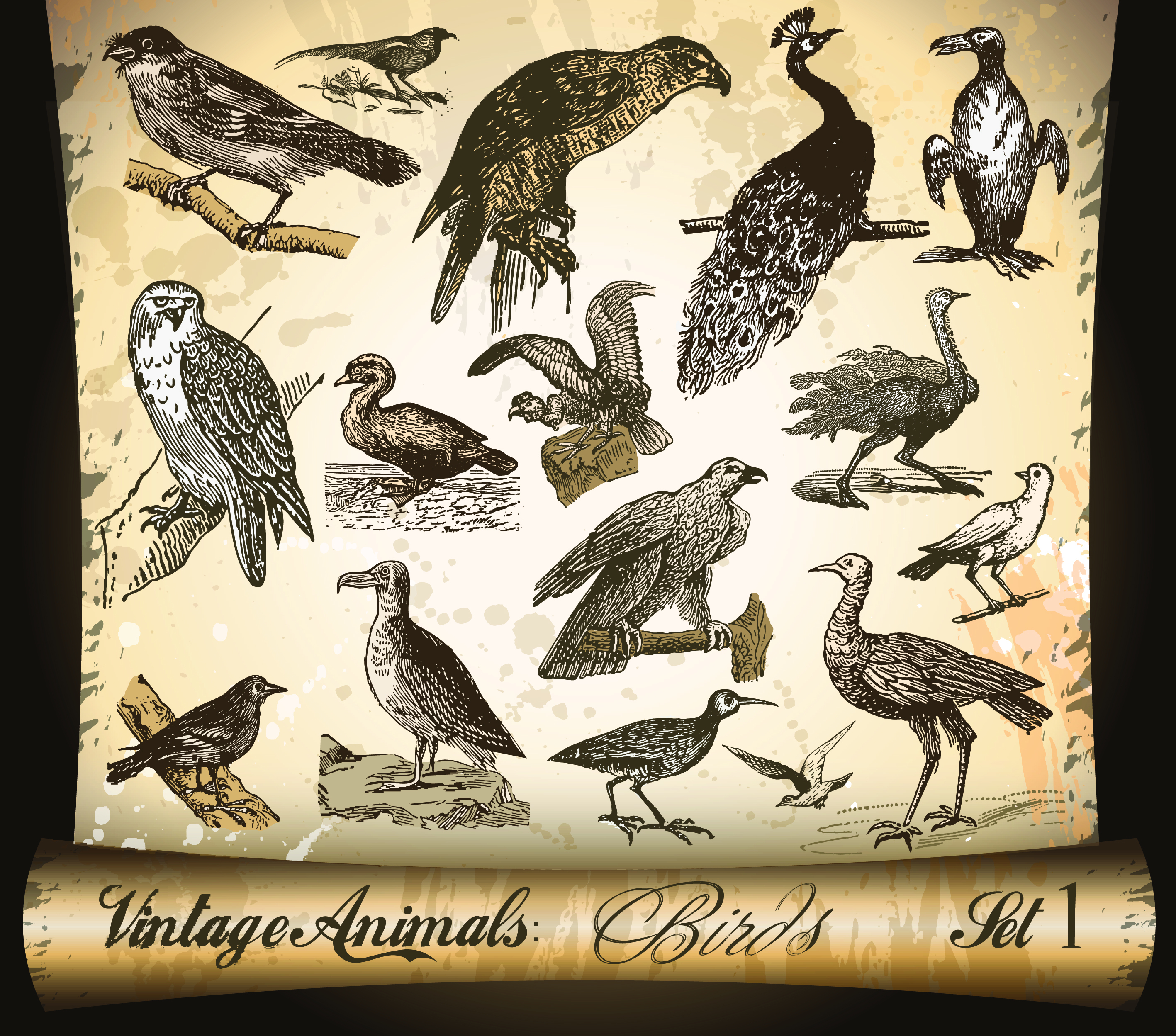 birds species icons collection classical handdrawn sketch