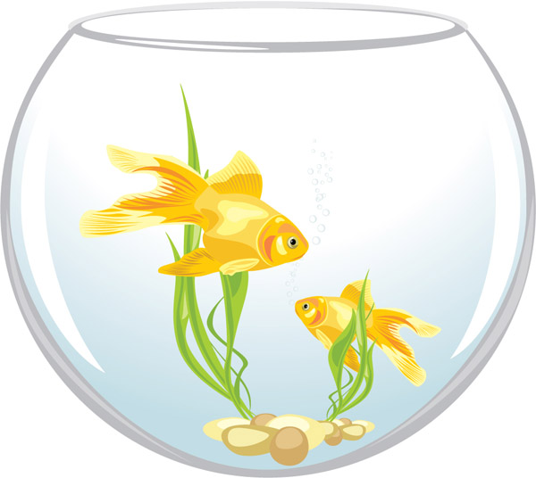 goldfish background bright colorful modern design