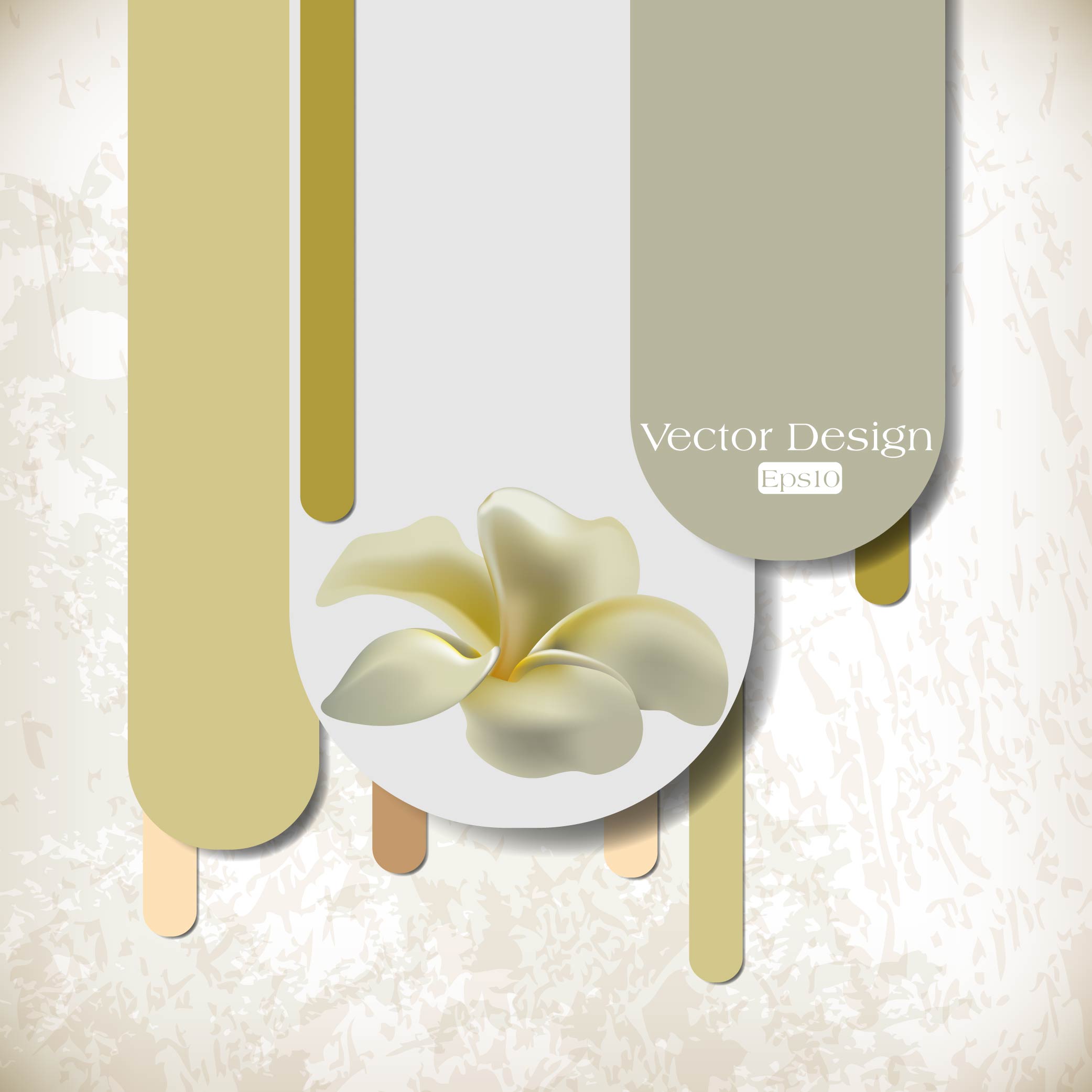 frangipani flower background elegant bright modern design