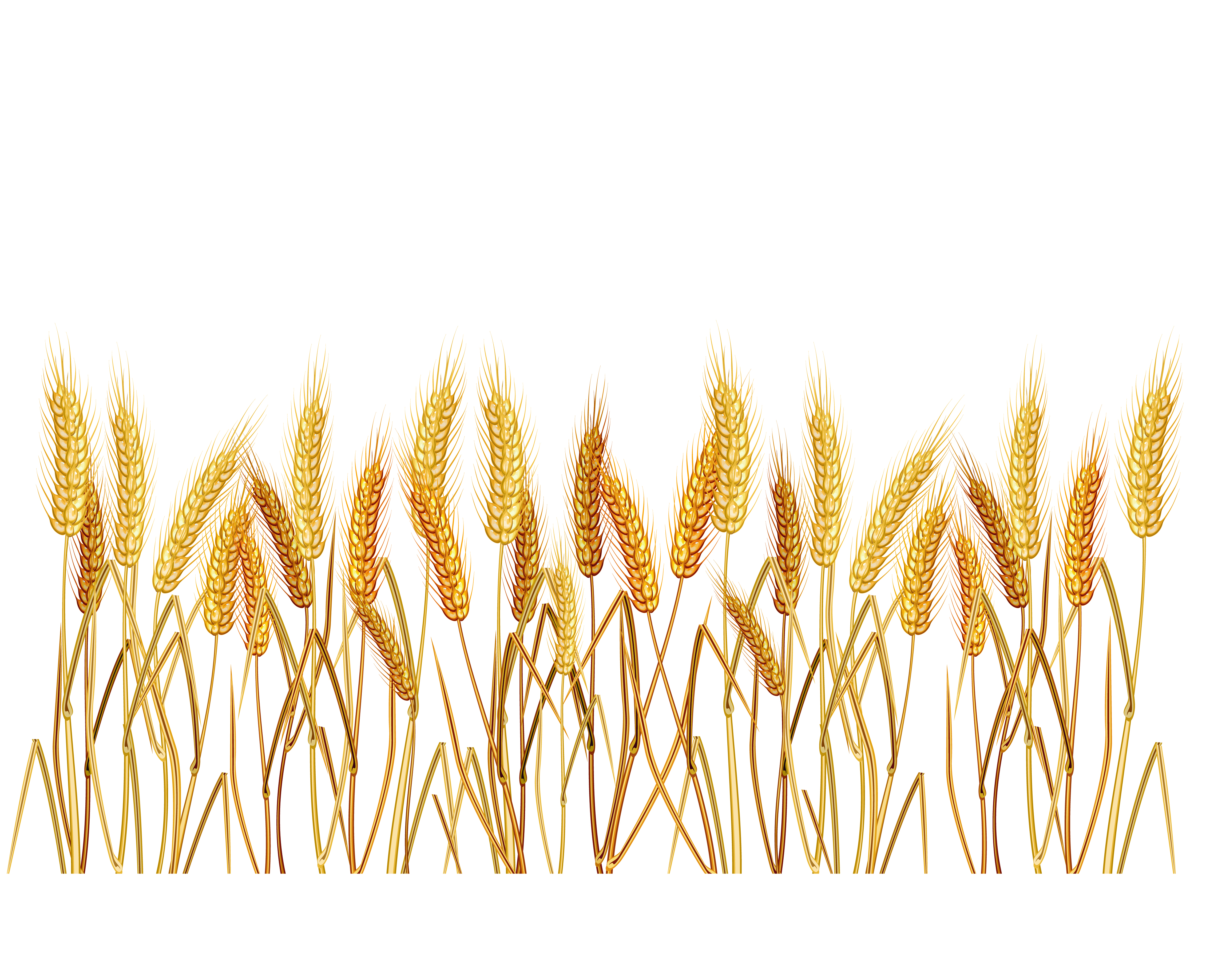 wheat background classical yellow handdrawn design