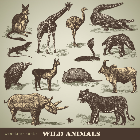 wild animals icons colored classical handdrawn sketch