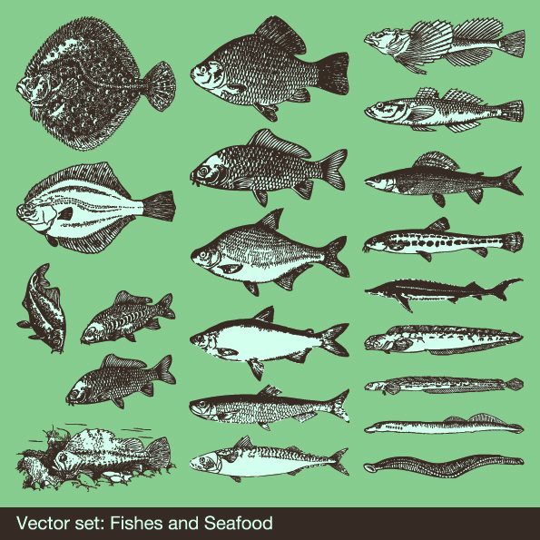 fishes species icons black white handdrawn sketch