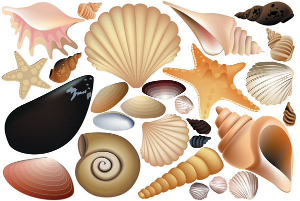 shells icons collection colored 3d design