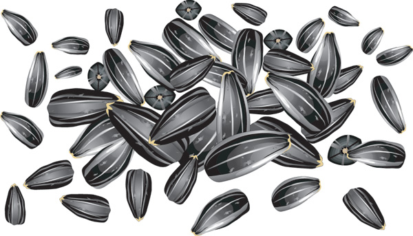 sunflower seeds background shiny black white design