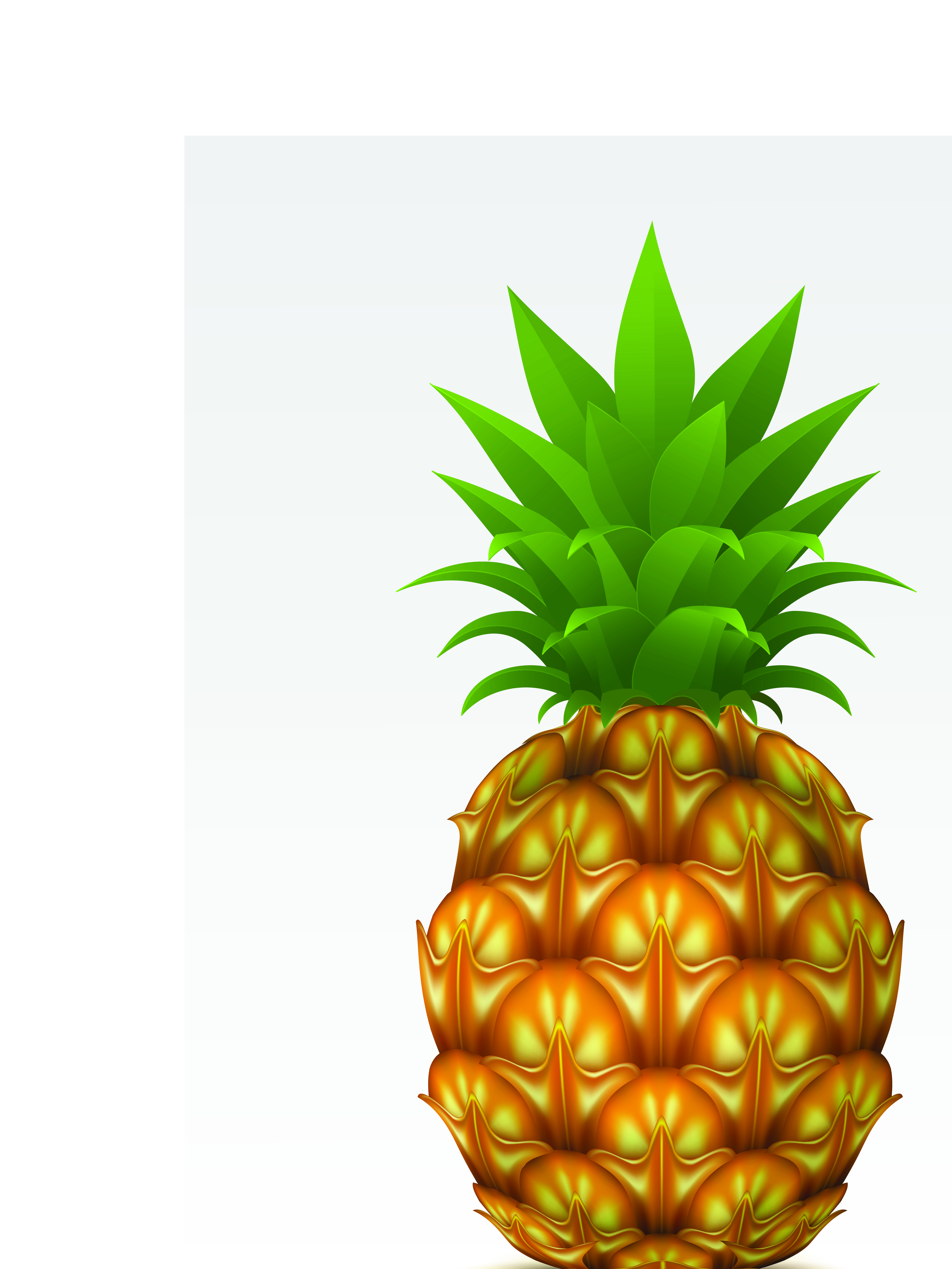 fruit 01 vector