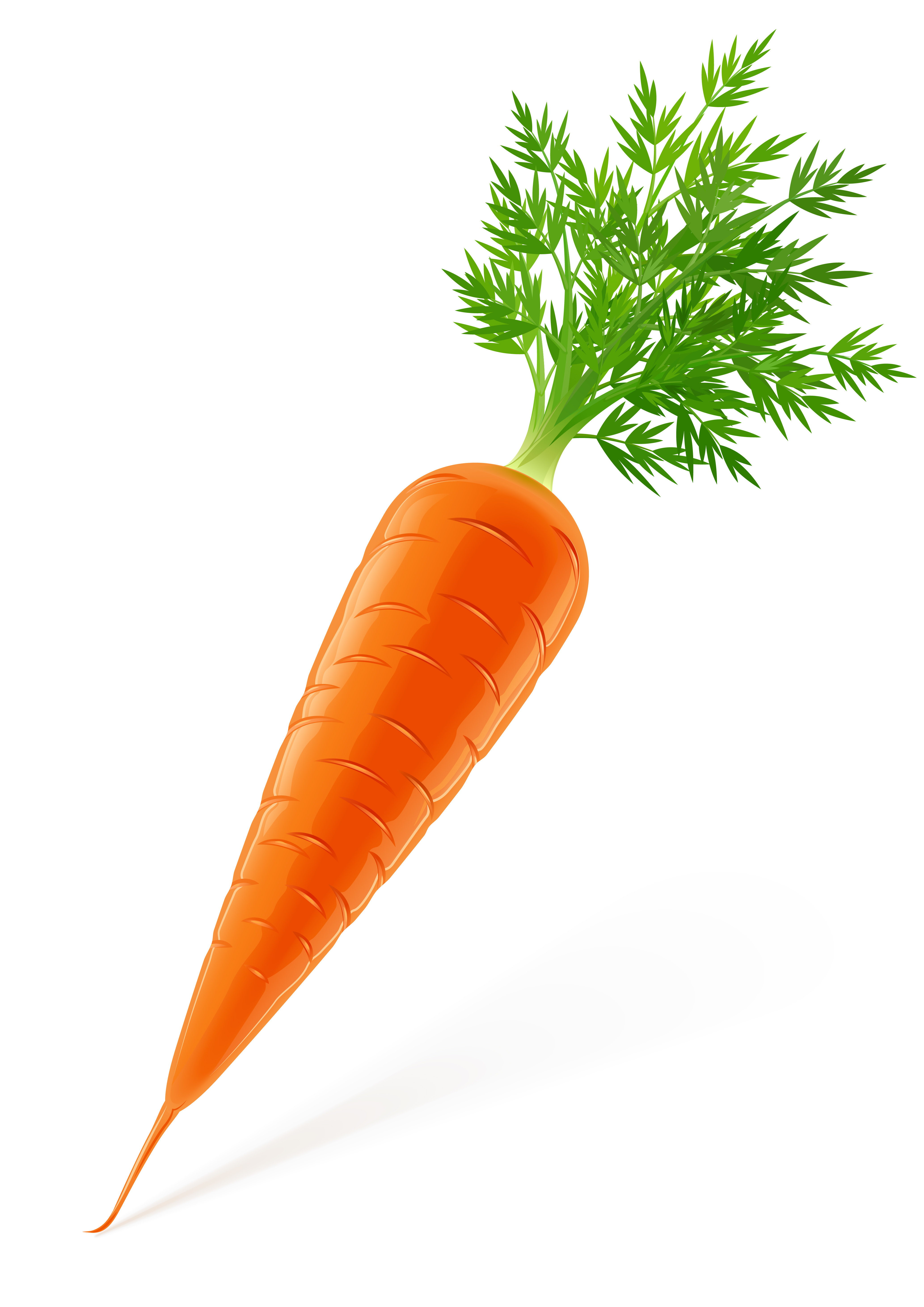 vegetables image 01 vector