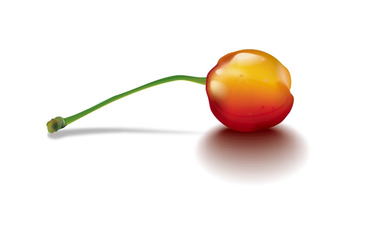 realistic cherry vector