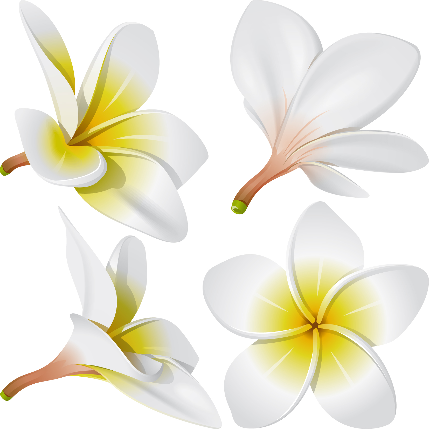 lifelike frangipani 01 vector