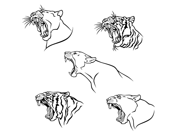 tiger image 10 vector